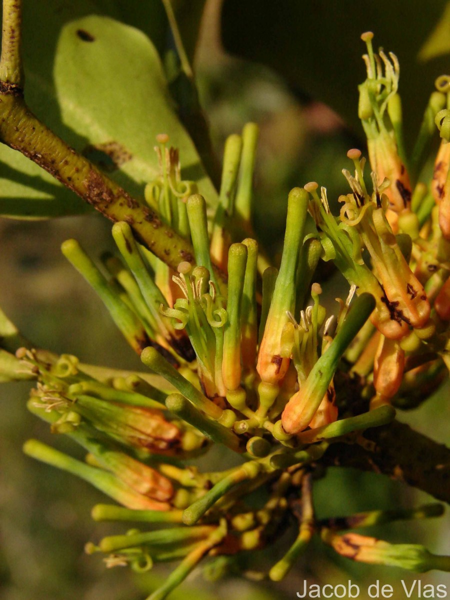 Dendrophthoe neelgherrensis (Wight & Arn.) Tiegh.